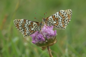 A brown and cream glanville fritillary butterfly sits on a wildflower. The meadow behind it is out of focus