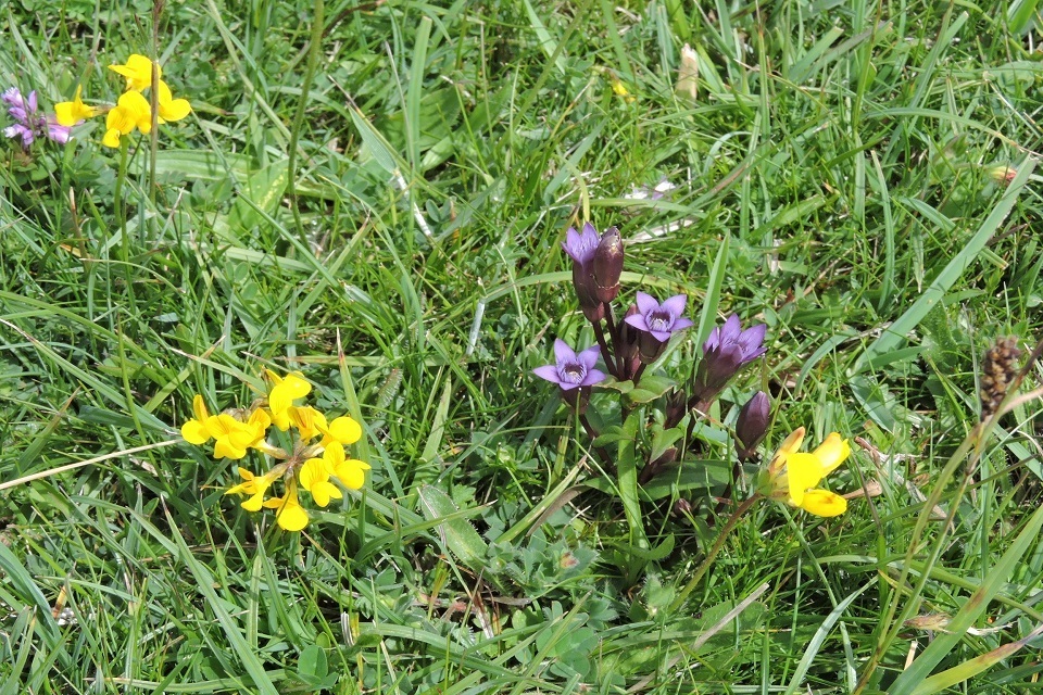 A purple wildflower grows encircled by yellow ones in a green meadow